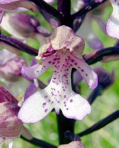 Orchis x hybrida (Orchidaceae)  - Orchis hybrideOrchis militaris x Orchis purpurea. Seine-Maritime [France] 10/05/2003 - 170m