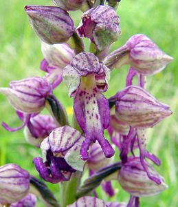 Orchis x spuria (Orchidaceae)  - Orchis bâtardOrchis anthropophora x Orchis militaris. Aisne [France] 24/05/2003 - 90m