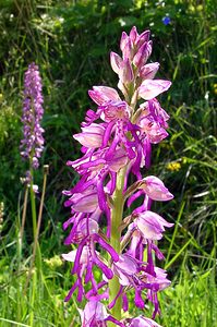 Orchis x spuria (Orchidaceae)  - Orchis bâtardOrchis anthropophora x Orchis militaris. Cote-d'Or [France] 29/05/2003 - 520m