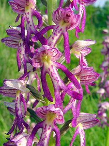 Orchis x spuria (Orchidaceae)  - Orchis bâtardOrchis anthropophora x Orchis militaris. Cote-d'Or [France] 29/05/2003 - 520m