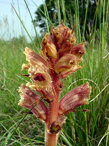 Orobanche alba (Orobanchaceae)  - Orobanche blanche, Orobanche du thym - Thyme Broomrape Cote-d'Or [France] 31/05/2003 - 490m