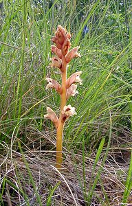 Orobanche alba (Orobanchaceae)  - Orobanche blanche, Orobanche du thym - Thyme Broomrape Cote-d'Or [France] 31/05/2003 - 490m