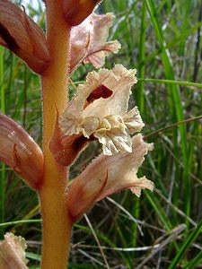 Orobanche alba (Orobanchaceae)  - Orobanche blanche, Orobanche du thym - Thyme Broomrape Cote-d'Or [France] 31/05/2003 - 490m