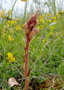 Orobanche alba (Orobanchaceae)  - Orobanche blanche, Orobanche du thym - Thyme Broomrape Cote-d'Or [France] 31/05/2003 - 420m