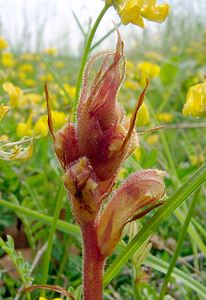 Orobanche alba (Orobanchaceae)  - Orobanche blanche, Orobanche du thym - Thyme Broomrape Cote-d'Or [France] 31/05/2003 - 420m