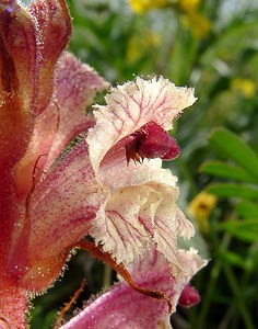 Orobanche alba (Orobanchaceae)  - Orobanche blanche, Orobanche du thym - Thyme Broomrape Cote-d'Or [France] 31/05/2003 - 420m