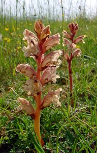 Orobanche alba (Orobanchaceae)  - Orobanche blanche, Orobanche du thym - Thyme Broomrape Cote-d'Or [France] 31/05/2003 - 420m