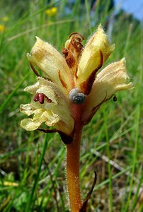 Orobanche alba (Orobanchaceae)  - Orobanche blanche, Orobanche du thym - Thyme Broomrape Cote-d'Or [France] 31/05/2003 - 420m