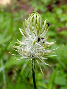 Phyteuma spicatum (Campanulaceae)  - Raiponce en épi - Spiked Rampion Cote-d'Or [France] 29/05/2003 - 370m