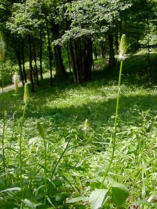 Phyteuma spicatum (Campanulaceae)  - Raiponce en épi - Spiked Rampion Cote-d'Or [France] 30/05/2003 - 310m