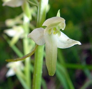 Platanthera bifolia (Orchidaceae)  - Platanthère à deux feuilles, Platanthère à fleurs blanches - Lesser Butterfly-orchid Aisne [France] 25/05/2003 - 110m