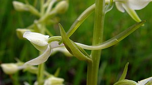 Platanthera bifolia (Orchidaceae)  - Platanthère à deux feuilles, Platanthère à fleurs blanches - Lesser Butterfly-orchid Aisne [France] 25/05/2003 - 110m