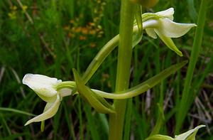 Platanthera bifolia (Orchidaceae)  - Platanthère à deux feuilles, Platanthère à fleurs blanches - Lesser Butterfly-orchid Aisne [France] 25/05/2003 - 110m