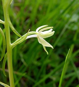 Platanthera bifolia (Orchidaceae)  - Platanthère à deux feuilles, Platanthère à fleurs blanches - Lesser Butterfly-orchid Aisne [France] 25/05/2003 - 110mForme ? trois ?perons.