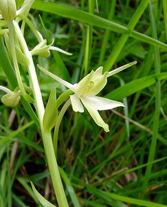 Platanthera bifolia (Orchidaceae)  - Platanthère à deux feuilles, Platanthère à fleurs blanches - Lesser Butterfly-orchid Aisne [France] 25/05/2003 - 110mForme ? trois ?perons.