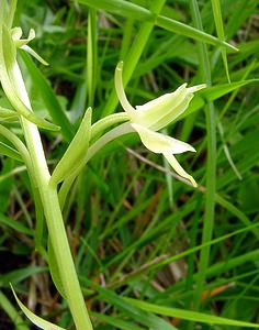 Platanthera bifolia (Orchidaceae)  - Platanthère à deux feuilles, Platanthère à fleurs blanches - Lesser Butterfly-orchid Aisne [France] 25/05/2003 - 110mForme ? trois ?perons.