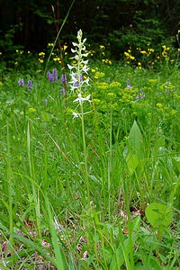 Platanthera bifolia (Orchidaceae)  - Platanthère à deux feuilles, Platanthère à fleurs blanches - Lesser Butterfly-orchid Cote-d'Or [France] 29/05/2003 - 500m