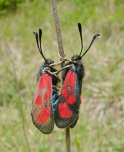 Zygaena loti (Zygaenidae)  - Zygène du Lotier, la Zygène du Fer-à-Cheval, Zygène de la Faucille, Zygène de lHippocrepis - Slender Scotch Burnet Seine-Maritime [France] 10/05/2003 - 170m