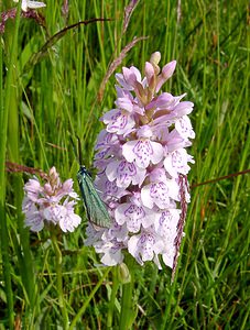 Adscita statices (Zygaenidae)  - Procris de l'Oseille, Turquoise de la Sarcille, Turqoise commune - Forester Pas-de-Calais [France] 14/06/2003 - 20msur Dactylorhiza maculata