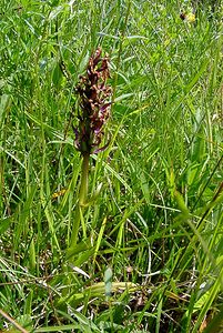 Anacamptis morio (Orchidaceae)  - Anacamptide bouffon, Orchis bouffon Pas-de-Calais [France] 14/06/2003 - 80m