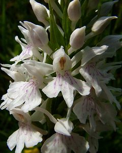 Dactylorhiza fuchsii (Orchidaceae)  - Dactylorhize de Fuchs, Orchis de Fuchs, Orchis tacheté des bois, Orchis de Meyer, Orchis des bois - Common Spotted-orchid Pas-de-Calais [France] 14/06/2003 - 80m