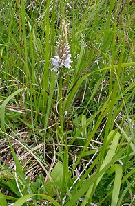 Dactylorhiza fuchsii (Orchidaceae)  - Dactylorhize de Fuchs, Orchis de Fuchs, Orchis tacheté des bois, Orchis de Meyer, Orchis des bois - Common Spotted-orchid Pas-de-Calais [France] 14/06/2003 - 150m