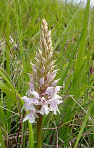 Dactylorhiza fuchsii (Orchidaceae)  - Dactylorhize de Fuchs, Orchis de Fuchs, Orchis tacheté des bois, Orchis de Meyer, Orchis des bois - Common Spotted-orchid Pas-de-Calais [France] 14/06/2003 - 150m