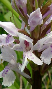 Dactylorhiza fuchsii (Orchidaceae)  - Dactylorhize de Fuchs, Orchis de Fuchs, Orchis tacheté des bois, Orchis de Meyer, Orchis des bois - Common Spotted-orchid Pas-de-Calais [France] 14/06/2003 - 150m