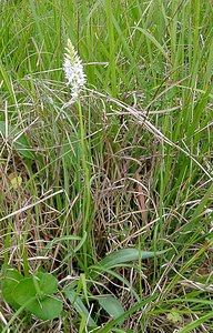 Dactylorhiza fuchsii (Orchidaceae)  - Dactylorhize de Fuchs, Orchis de Fuchs, Orchis tacheté des bois, Orchis de Meyer, Orchis des bois - Common Spotted-orchid Pas-de-Calais [France] 14/06/2003 - 150m