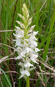 Dactylorhiza fuchsii (Orchidaceae)  - Dactylorhize de Fuchs, Orchis de Fuchs, Orchis tacheté des bois, Orchis de Meyer, Orchis des bois - Common Spotted-orchid Pas-de-Calais [France] 14/06/2003 - 150m