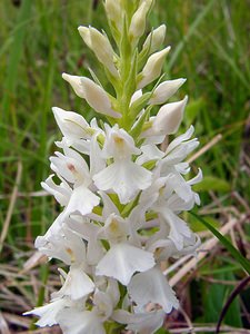 Dactylorhiza fuchsii (Orchidaceae)  - Dactylorhize de Fuchs, Orchis de Fuchs, Orchis tacheté des bois, Orchis de Meyer, Orchis des bois - Common Spotted-orchid Pas-de-Calais [France] 14/06/2003 - 150m