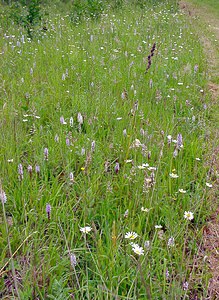 Dactylorhiza fuchsii (Orchidaceae)  - Dactylorhize de Fuchs, Orchis de Fuchs, Orchis tacheté des bois, Orchis de Meyer, Orchis des bois - Common Spotted-orchid Pas-de-Calais [France] 22/06/2003 - 160m