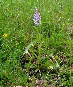 Dactylorhiza fuchsii (Orchidaceae)  - Dactylorhize de Fuchs, Orchis de Fuchs, Orchis tacheté des bois, Orchis de Meyer, Orchis des bois - Common Spotted-orchid Pas-de-Calais [France] 22/06/2003 - 160m