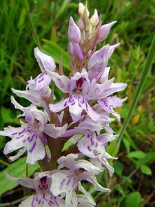 Dactylorhiza fuchsii (Orchidaceae)  - Dactylorhize de Fuchs, Orchis de Fuchs, Orchis tacheté des bois, Orchis de Meyer, Orchis des bois - Common Spotted-orchid Pas-de-Calais [France] 22/06/2003 - 160m