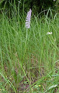 Dactylorhiza fuchsii (Orchidaceae)  - Dactylorhize de Fuchs, Orchis de Fuchs, Orchis tacheté des bois, Orchis de Meyer, Orchis des bois - Common Spotted-orchid Pas-de-Calais [France] 22/06/2003 - 160m