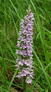 Dactylorhiza fuchsii (Orchidaceae)  - Dactylorhize de Fuchs, Orchis de Fuchs, Orchis tacheté des bois, Orchis de Meyer, Orchis des bois - Common Spotted-orchid Pas-de-Calais [France] 22/06/2003 - 160m