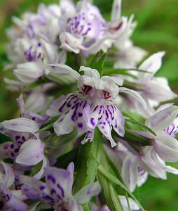 Dactylorhiza fuchsii (Orchidaceae)  - Dactylorhize de Fuchs, Orchis de Fuchs, Orchis tacheté des bois, Orchis de Meyer, Orchis des bois - Common Spotted-orchid Pas-de-Calais [France] 22/06/2003 - 160m