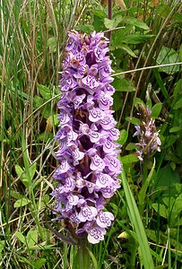 Dactylorhiza praetermissa (Orchidaceae)  - Dactylorhize négligé, Orchis négligé, Orchis oublié - Southern Marsh-orchid Pas-de-Calais [France] 14/06/2003 - 20m