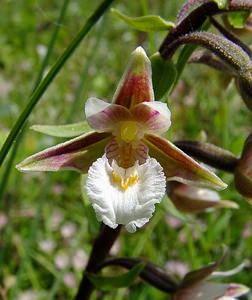 Epipactis palustris (Orchidaceae)  - Épipactis des marais - Marsh Helleborine Pas-de-Calais [France] 28/06/2003 - 10m