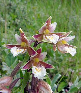 Epipactis palustris (Orchidaceae)  - Épipactis des marais - Marsh Helleborine Pas-de-Calais [France] 28/06/2003 - 10m