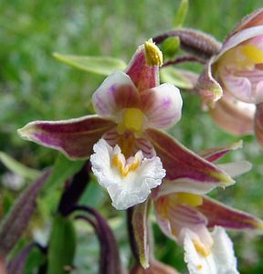 Epipactis palustris (Orchidaceae)  - Épipactis des marais - Marsh Helleborine Pas-de-Calais [France] 28/06/2003 - 10m