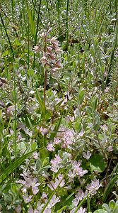 Epipactis palustris (Orchidaceae)  - Épipactis des marais - Marsh Helleborine Pas-de-Calais [France] 28/06/2003 - 10m