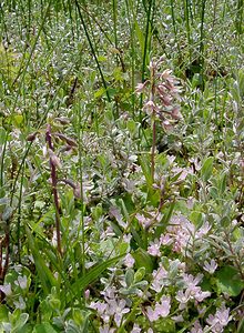 Epipactis palustris (Orchidaceae)  - Épipactis des marais - Marsh Helleborine Pas-de-Calais [France] 28/06/2003 - 10m