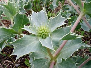 Eryngium maritimum (Apiaceae)  - Panicaut maritime, Panicaut de mer, Chardon des dunes, Chardon bleu, Panicaut des dunes - Sea Holly Pas-de-Calais [France] 22/06/2003 - 10m