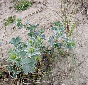 Eryngium maritimum (Apiaceae)  - Panicaut maritime, Panicaut de mer, Chardon des dunes, Chardon bleu, Panicaut des dunes - Sea Holly Pas-de-Calais [France] 22/06/2003 - 10m