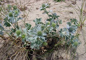 Eryngium maritimum (Apiaceae)  - Panicaut maritime, Panicaut de mer, Chardon des dunes, Chardon bleu, Panicaut des dunes - Sea Holly Pas-de-Calais [France] 28/06/2003 - 10m