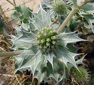 Eryngium maritimum (Apiaceae)  - Panicaut maritime, Panicaut de mer, Chardon des dunes, Chardon bleu, Panicaut des dunes - Sea Holly Pas-de-Calais [France] 28/06/2003 - 10m