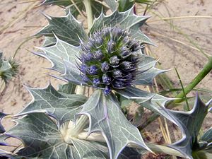 Eryngium maritimum (Apiaceae)  - Panicaut maritime, Panicaut de mer, Chardon des dunes, Chardon bleu, Panicaut des dunes - Sea Holly Pas-de-Calais [France] 28/06/2003 - 10m