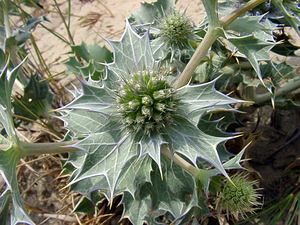 Eryngium maritimum (Apiaceae)  - Panicaut maritime, Panicaut de mer, Chardon des dunes, Chardon bleu, Panicaut des dunes - Sea Holly Pas-de-Calais [France] 28/06/2003 - 10m