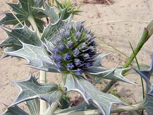 Eryngium maritimum (Apiaceae)  - Panicaut maritime, Panicaut de mer, Chardon des dunes, Chardon bleu, Panicaut des dunes - Sea Holly Pas-de-Calais [France] 28/06/2003 - 10m